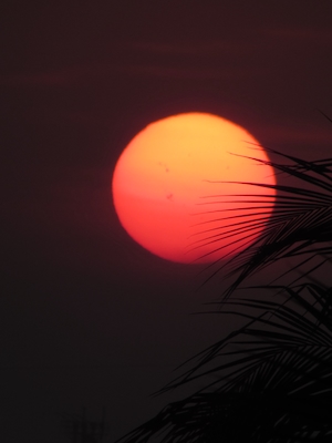 Красно-оранжевое солнце, листья пальмы, большое красное солнце 