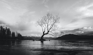 монохромное дерево над озером 