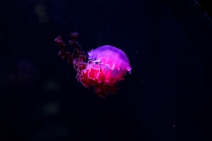 ярко-розовая медуза в темном океане 