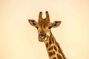 Жираф, голова 