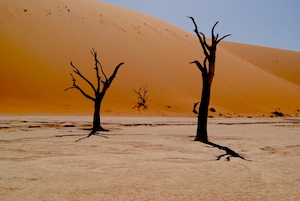 песчаные дюны, барханы, мертвые деревья 