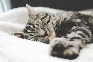 Кошка, дремлющая на одеяле