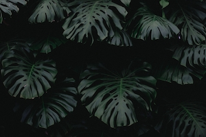 Фон из тропических зеленых листьев 