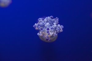 Маленькая-большая медуза, цветная медуза с щупальцами, крупный план 