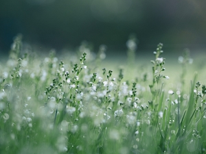 Природа,  Цветы и растения, белая цветущая трава