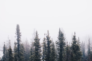 Прохладный зимний туман, фото хвойного леса с высоты