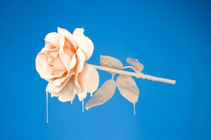 Жидкая роза пастельного цвета на синем фоне