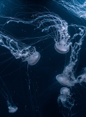 медузы в синем море 
