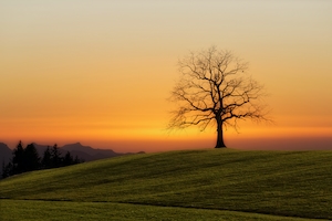 голое дерево посреди поля на закате 
