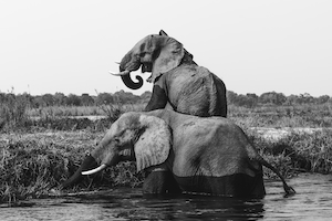 черно-белая фотография слонов, выходящих их воды 