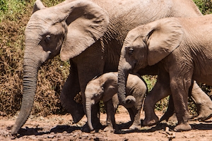 семья слонов на прогулке по парку 