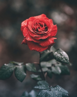 Мокрая красная роза