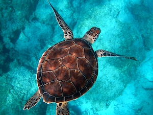 Плавание морской черепахи, черепаха плавает под водой, подводный мир 