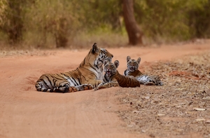 семья тигров лежит на песчаной дороге 