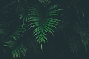 Фон из тропических зеленых листьев 