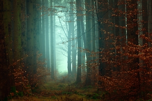 зеленый лес изнутри, стволы деревьев, мох, сосны, опавшие деревья, лиственный лес в туманный день 