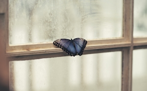 черная бабочка сидит на оконной раме 
