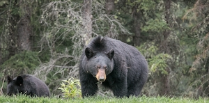 черные медведи на фоне леса 