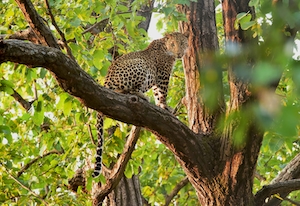 леопард сидит на зеленом дереве 