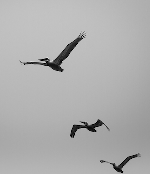 три птицы в небе, черно-белая фотография 