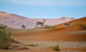 песчаная дюна, пески в пустыне, пейзаж в пустыне, антилопы 