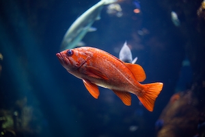 оранжевая маленькая рыбка, крупный план 