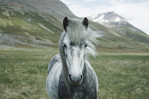 серо-белая лошадь в поле на фоне гор 