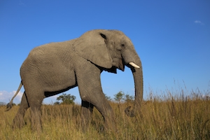 Африканский слон-бык бродит по равнинам в поисках пищи 