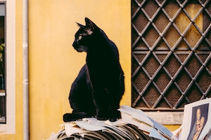 Черный кот сидит на стопке бумаги на фоне желтого здания 