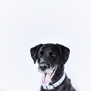 черная собака на белом фоне 
