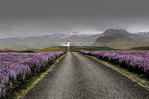 Люпины в Исландии, дорога