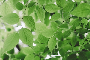 Ветки зеленых растений, зеленые листья на ветках, зеленые листья крупным планом 
