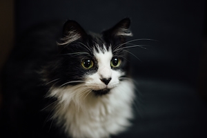 Черно-белая кошка на черном фоне 