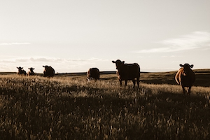 силуэт коров на поле 
