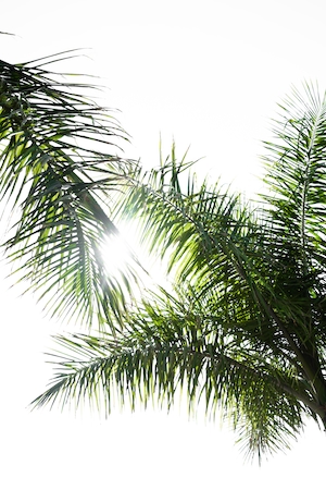 листья пальмы на фоне белого неба, крупный план 