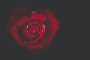 Капли росы на красной розе. Цветок красной розы, крупный план 