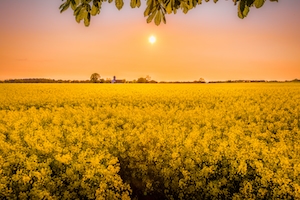 Сумеречное солнце в золотой час на рапсовом поле
