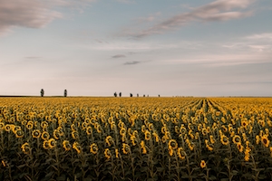 цветущее желтое поле полсолнухов под голубым небом во время заката 