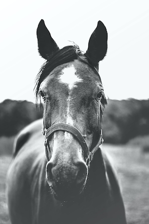 Черно-белая красота, коричневый конь 
