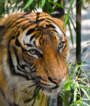 крупный план, тигр в зарослях бамбука