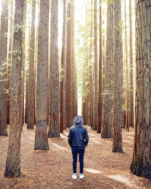 человек смотрит на крону дерева, зеленый лес изнутри, высокие сосновые стволы 