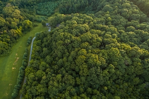 Узкая дорога у леса, фото сверху 