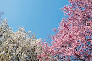 Два разных цветущих вишневых дерева