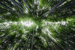 Бамбуковый лес, вид на кроны деревьев снизу