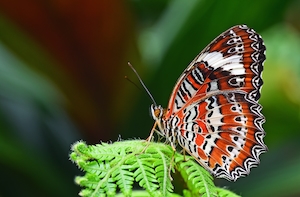Оранжевая кружевная бабочка