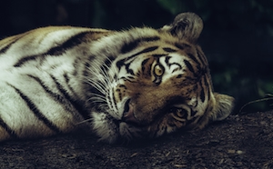 сибирский тигр лежит на бревне, крупный план 