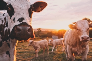 коровы на фоне заката
