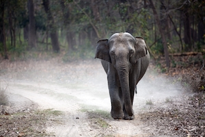 Слон идет по пыльной тропе 