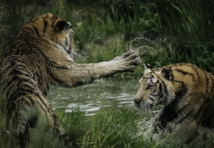 Тигрята играют в воде