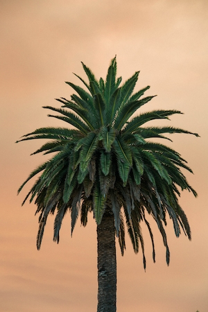 Пальма на закате